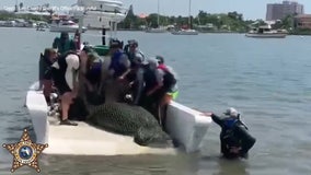 Injured manatee rescued, taken to ZooTampa for rehabilitation