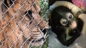 Survivors of exotic animal black market find new homes in Florida