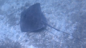 Two people stung by stingrays at Daytona Beach over the weekend: Here's what to do if you're ever stung