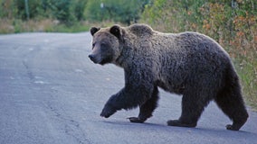 Hunter mauled by grizzly bear in Alaska state park
