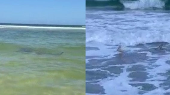 Videos show multiple sharks in shallow water along the New Smyrna Beach shore