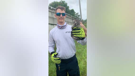 'Lucky' kitten rescued after getting stuck between 2 concrete pillars