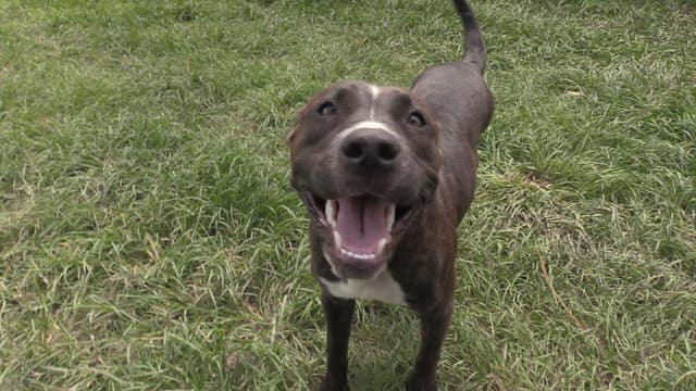‘She has a heart of gold’: Animal advocate helps family save dog’s life