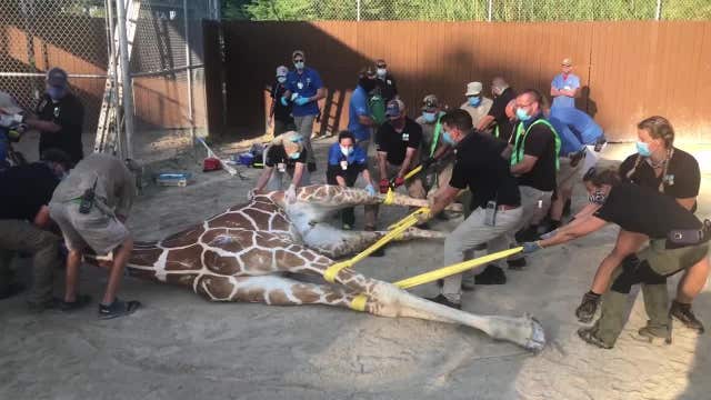 2,000-pound giraffe put under anesthesia to treat foot injuries