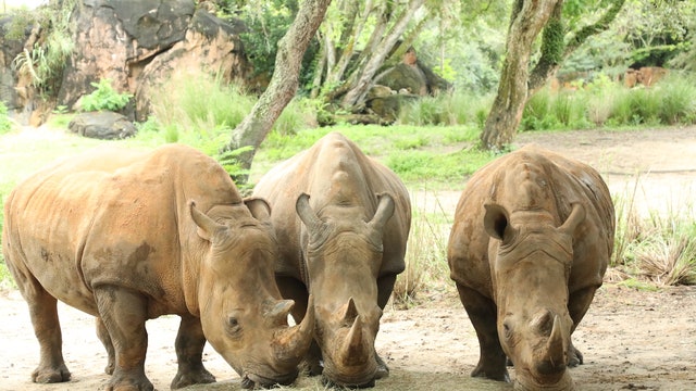 World Rhino Day: Disney says 3 rhinoceros at Animal Kingdom are pregnant
