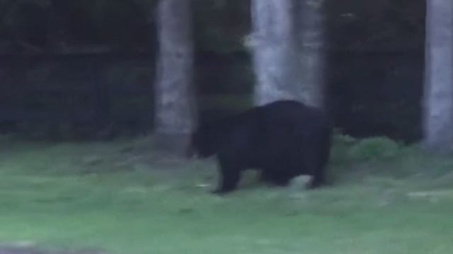 Dog killed by bear at Central Florida neighborhood