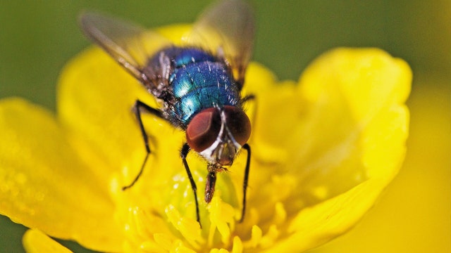 Man chasing fly accidentally blows up part of house: report