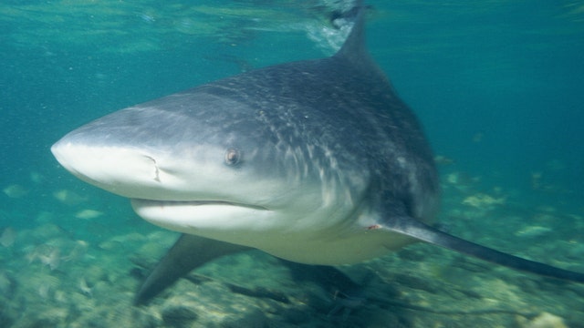 Florida man is bitten by shark, walks home bleeding
