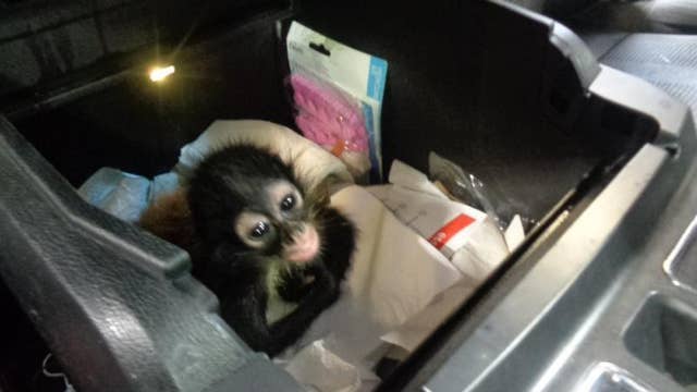 Baby spider monkey confiscated by Border patrol agents coming to live at Brevard Zoo