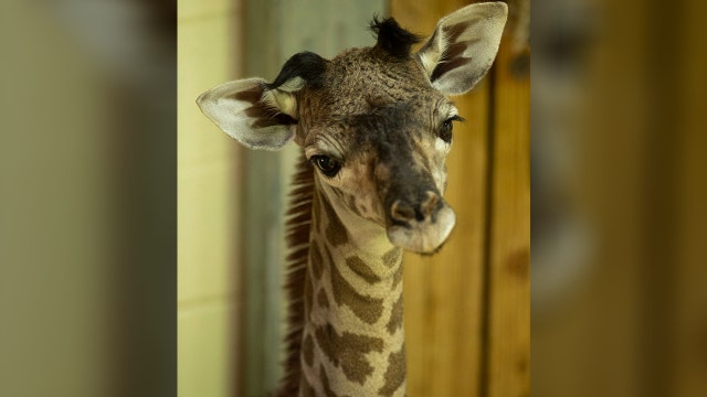 It's a girl! Disney's Animal Kingdom welcomes baby giraffe
