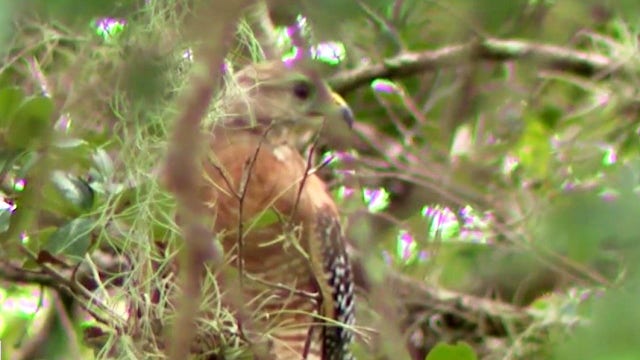 Bird dive-bombs jogger in Orlando's Baldwin Park