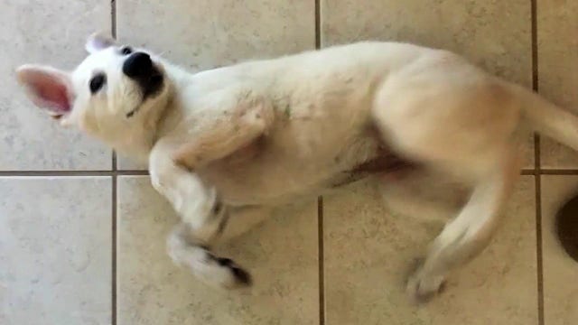 Puppy dragged into pond by large alligator