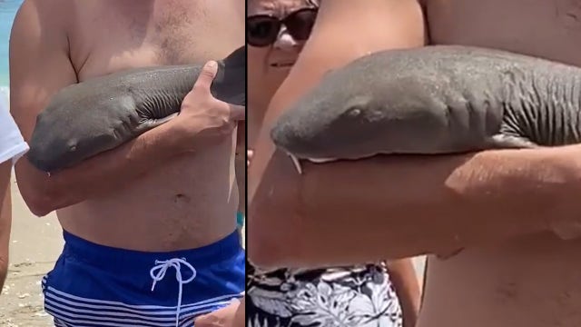 VIDEO: Florida man bitten by nurse shark that won't let go