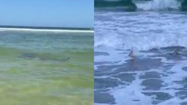 Videos show multiple sharks in shallow water along the New Smyrna Beach shore