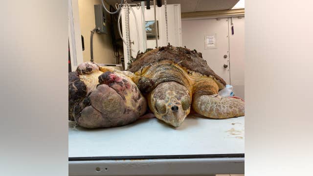 Florida sea turtle on the mend after basketball-size tumor removed