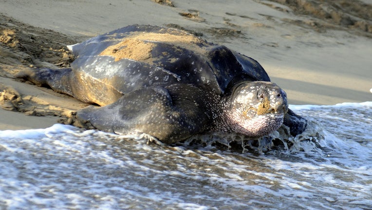Leatherback sea turtle nesting
