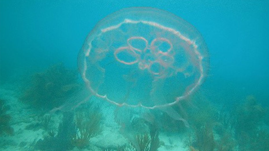fwc-jellyfish.jpg