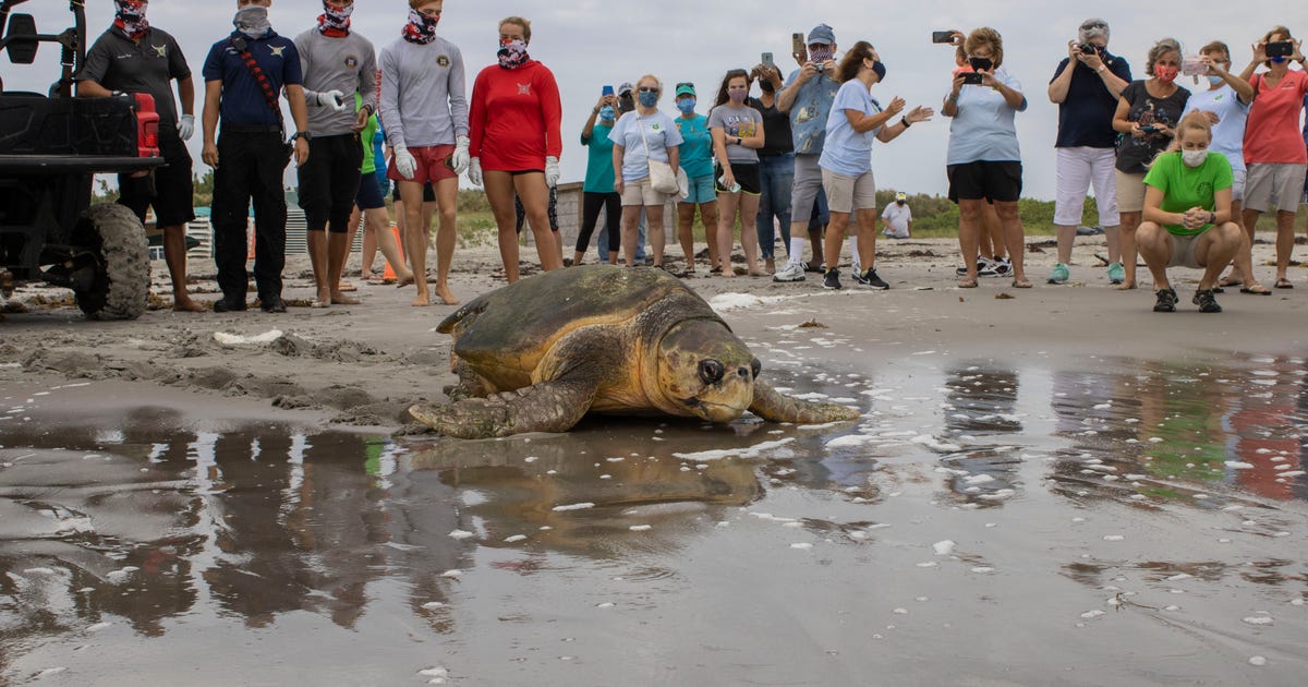 Brevard Zoo releases 370-pound sea turtle back into the ocean | FOX 35 ...