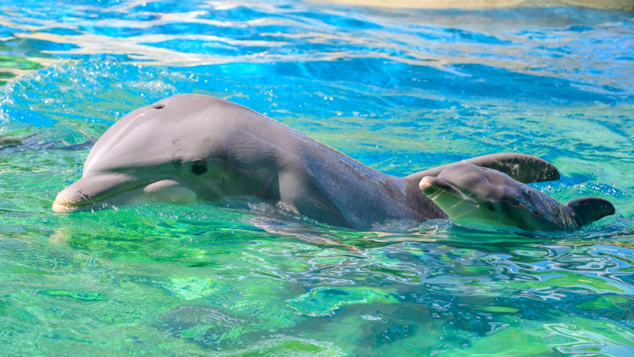 baby dolphin baby dolphin