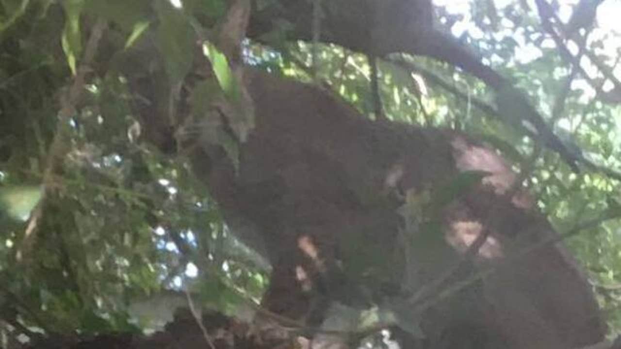 VIDEO: Bobcat spotted in backyard near Orlando elementary school