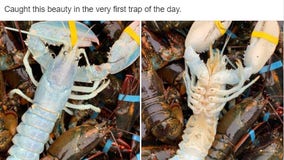 Creepy crawler: Fisherman catches rare ‘ghost’ lobster