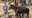 Idaho wildlife officials using lifelike decoy animals to catch illegal hunters