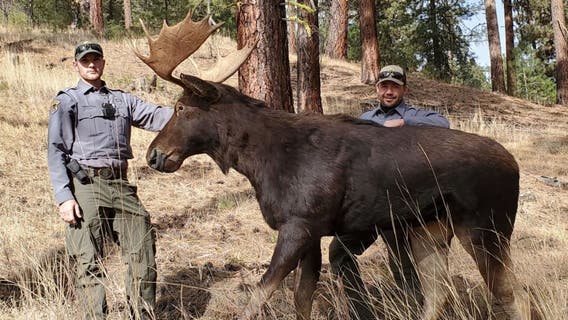 Idaho wildlife officials using lifelike decoy animals to catch illegal hunters