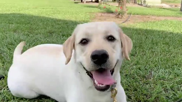 New therapy dog 'Saffron' joins Orange County Sheriff's Office