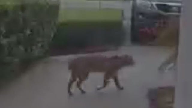 Bobcat spotted in Orlando's Avalon Lakes subdivision