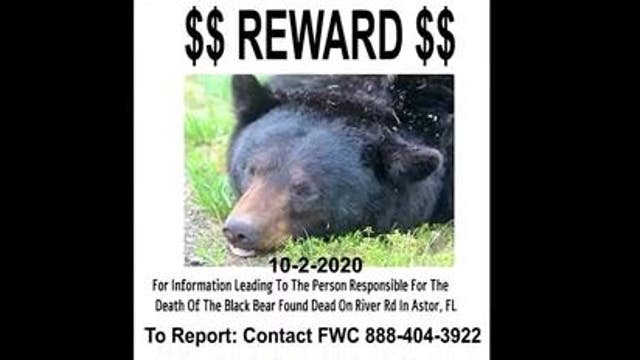 Reward offered for information on who killed bear in Astor