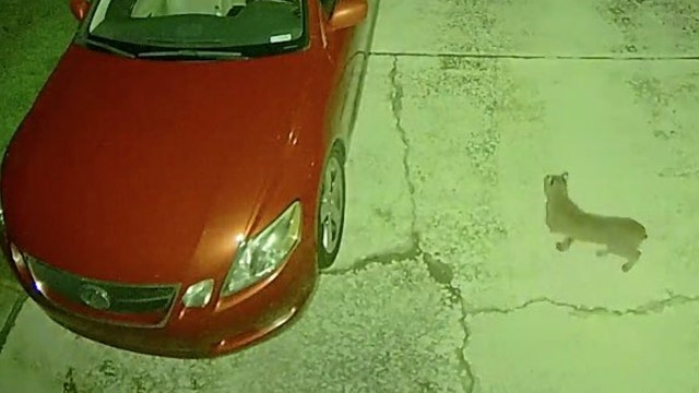 More Orlando residents spot bobcats in their neighborhoods