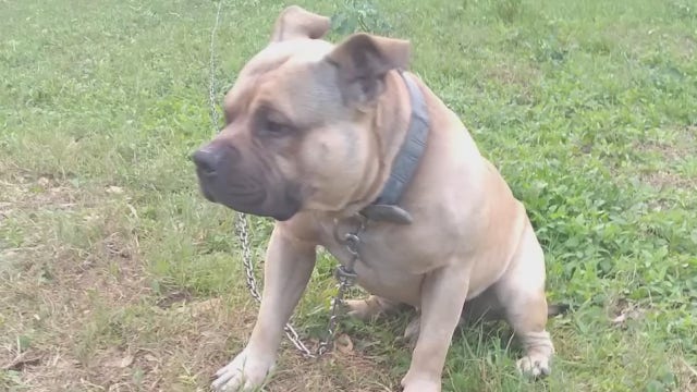 Seminole County deputy shoots dog; family files lawsuit