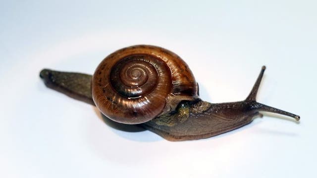 Horntail snails join pythons and lionfish as a Florida pest