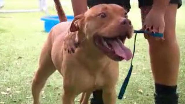'Rocket the Dog' adopted after living in animal shelter for more than 200 days