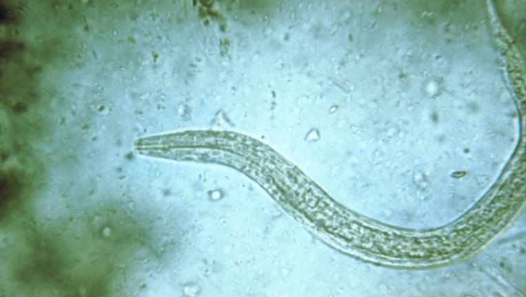 hookworm tapeworm