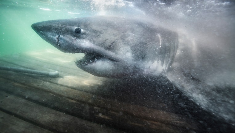 ocearch great white shark