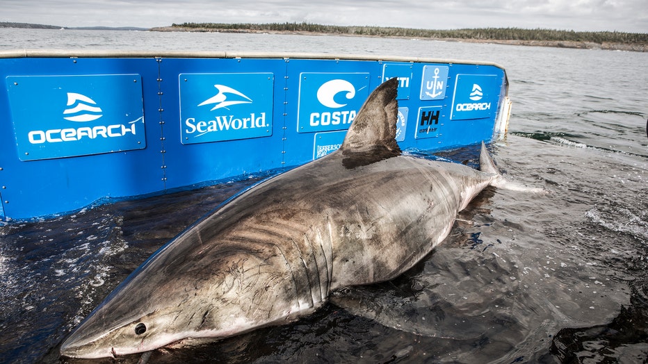 ocearch great white shark