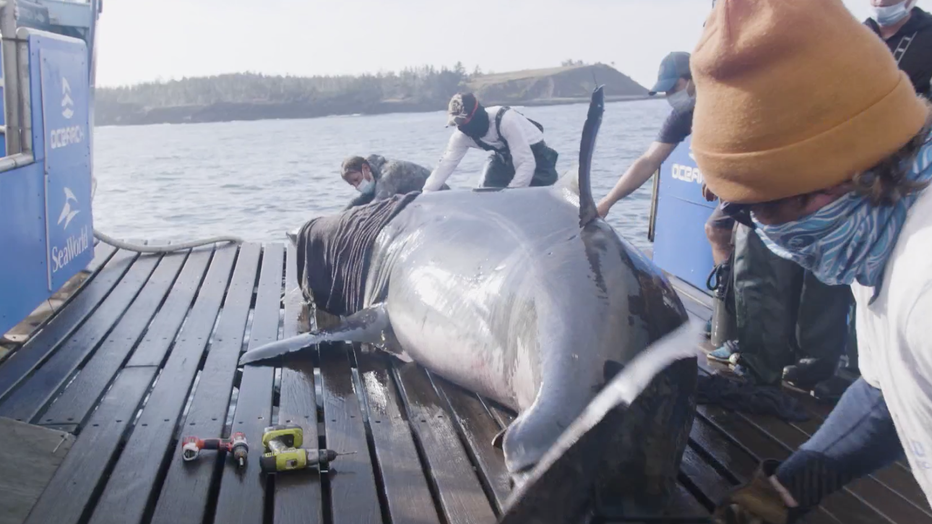 ocearch great white shark