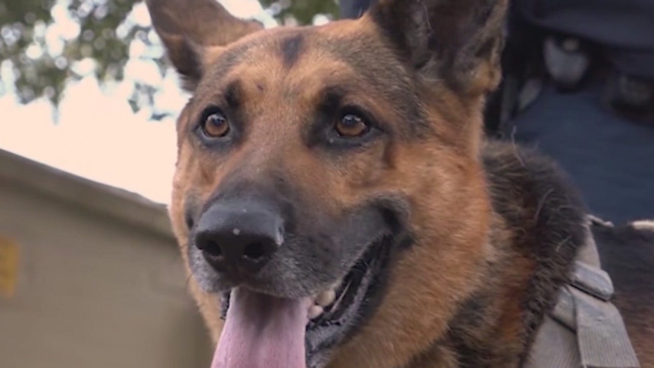 Central Florida K9 wins 'America's Top Dog' competition
