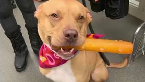 Dog finally adopted after living at Ohio shelter for nearly 2 years