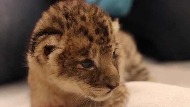 It's a girl! New lion cub born at California zoo