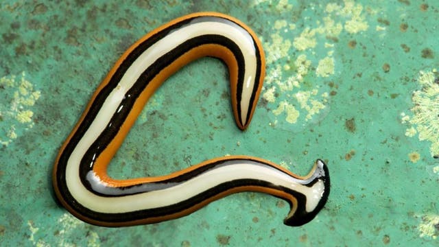Creepy, snake-sized invasive worm spotted in Virginia, and it’s ‘essentially immortal’