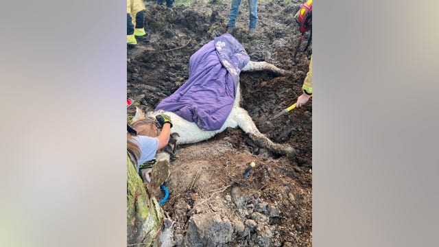 Crews rescue horse stuck in thick mud in Volusia County