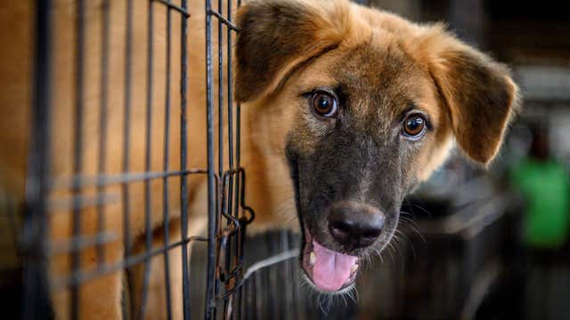 Florida animal shelter sees recent increase in pet abandonment
