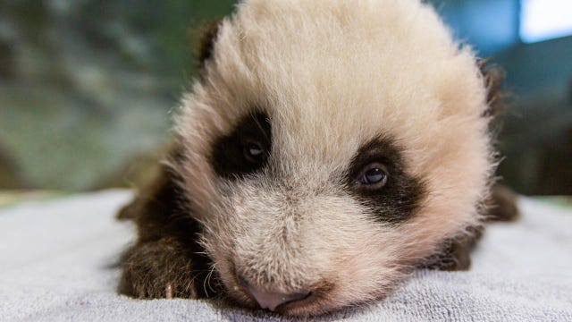 Giant baby panda cub turns 11-weeks old