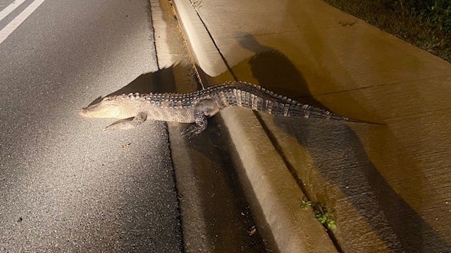 Florida gator survives car crash, returns to swamp