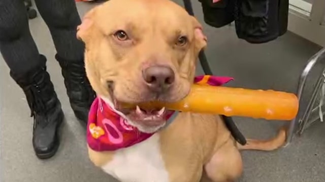 Dog finally adopted after living at Ohio shelter for nearly 2 years