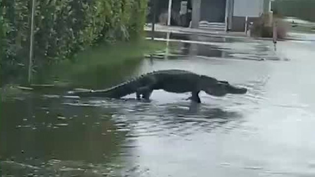 Giant gator crosses Florida road as tropical weather forces them to relocate