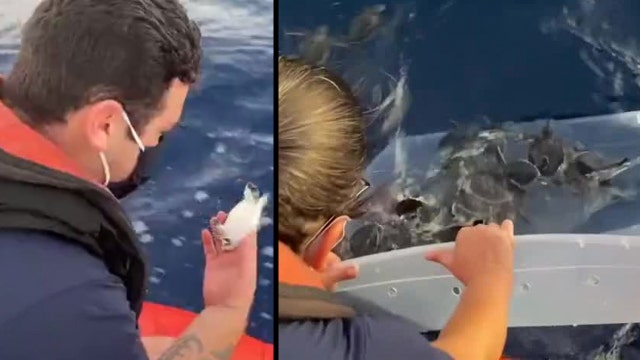Coast Guard helps release 200 baby sea turtles off the Florida coast