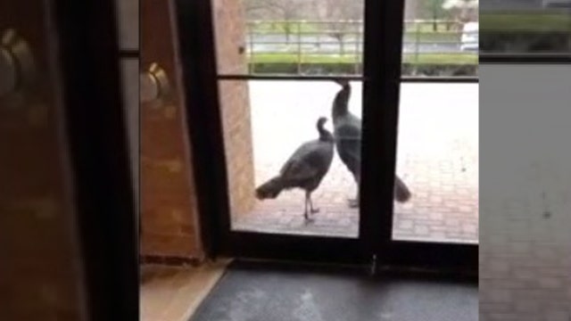 Turkey seeks 'safety' at Michigan Police Department on Thanksgiving